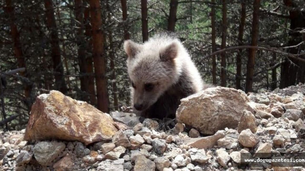 Dağın eteklerinde çoban köpekleri ayıyı kovaladı