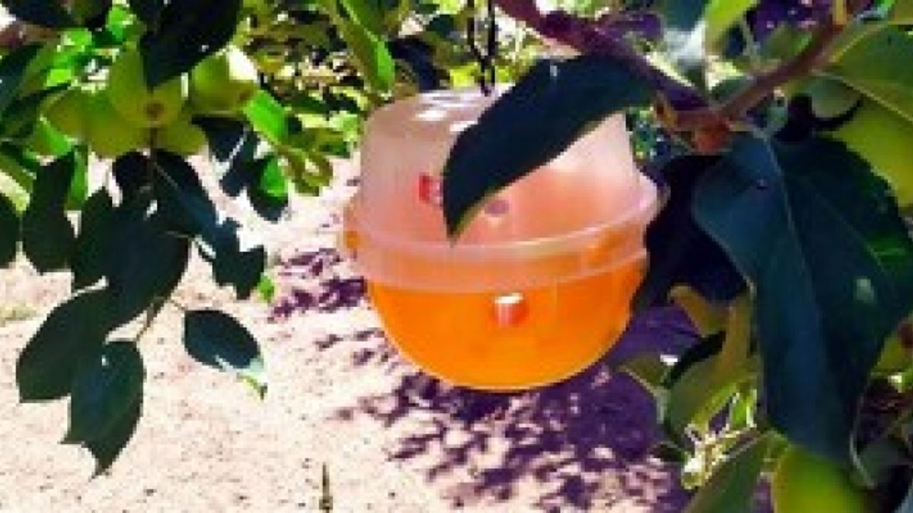 Erzincan Meyveciliğinde Yeni bir tehdit: Akdeniz Meyve sineği