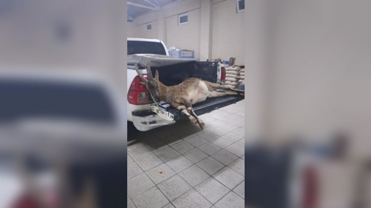 Yaban keçisi avlayan 2 kişiye 63 bin 432 lira ceza