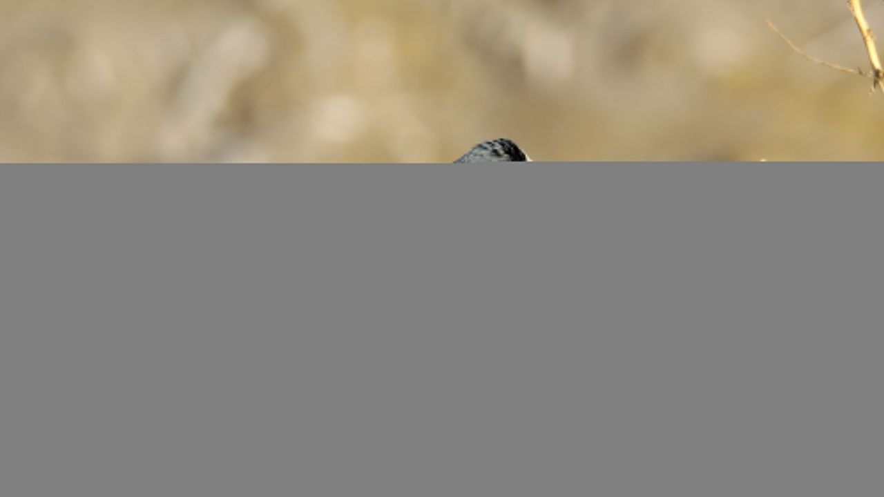 Iğdır'da ak kuyruksallayan kuşu görüntülendi