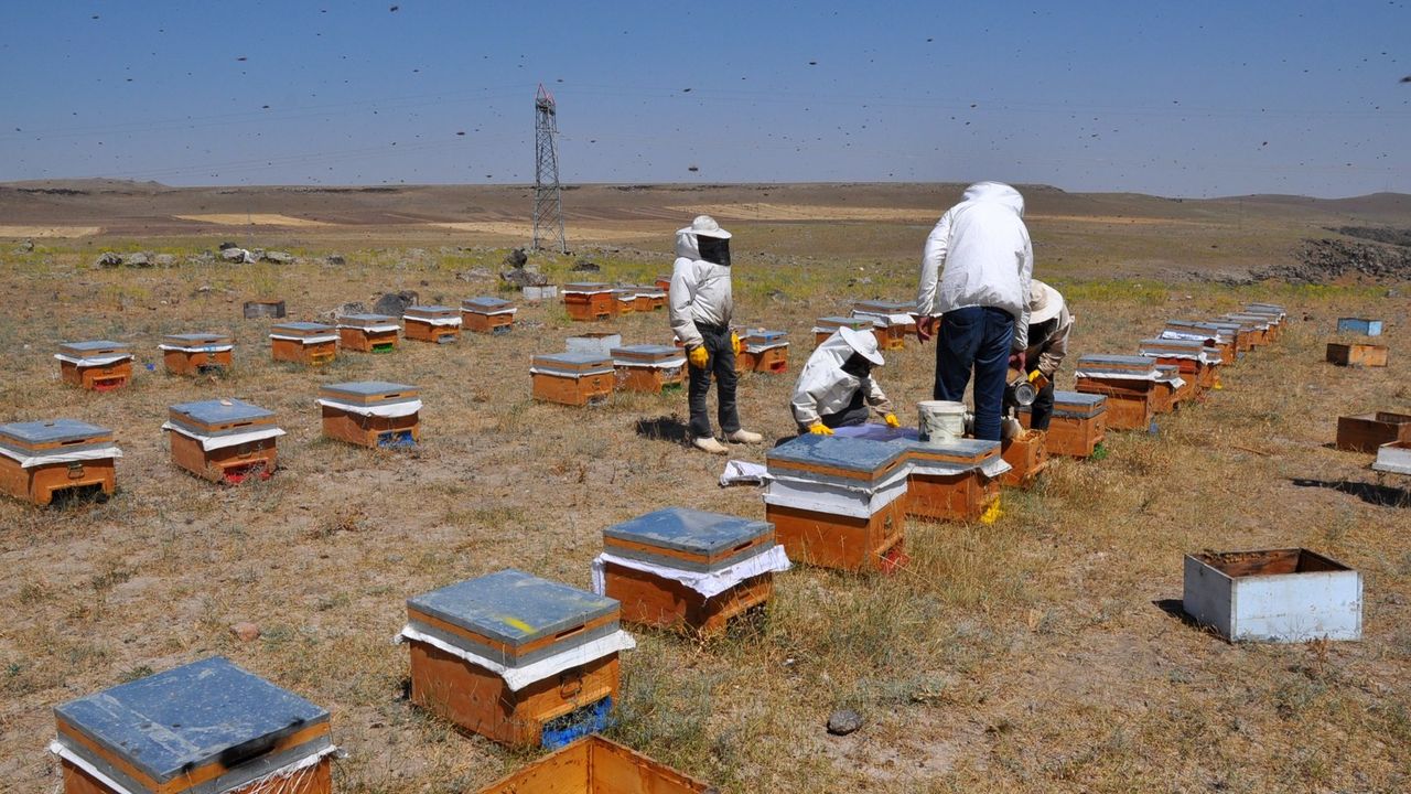 Sıcak havada kovanlarından çıkan arılara yiyecek takviyesi