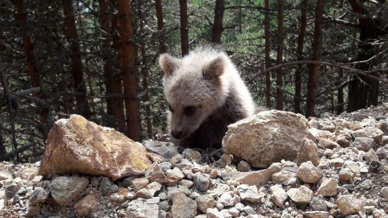 Munzur Dağı eteklerinde Çoban köpekleri ayıyı kovaladı