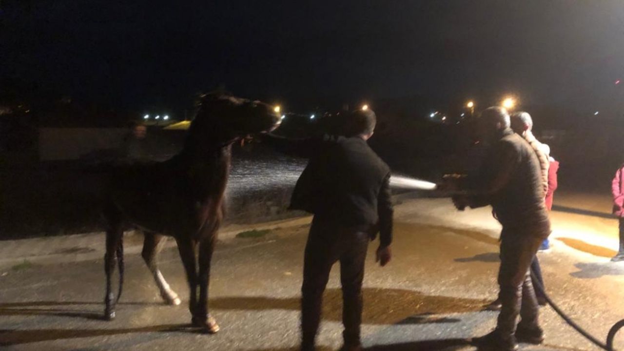 Erzincan'da mahsur kalan atı itfaiye ekipleri kurtardı