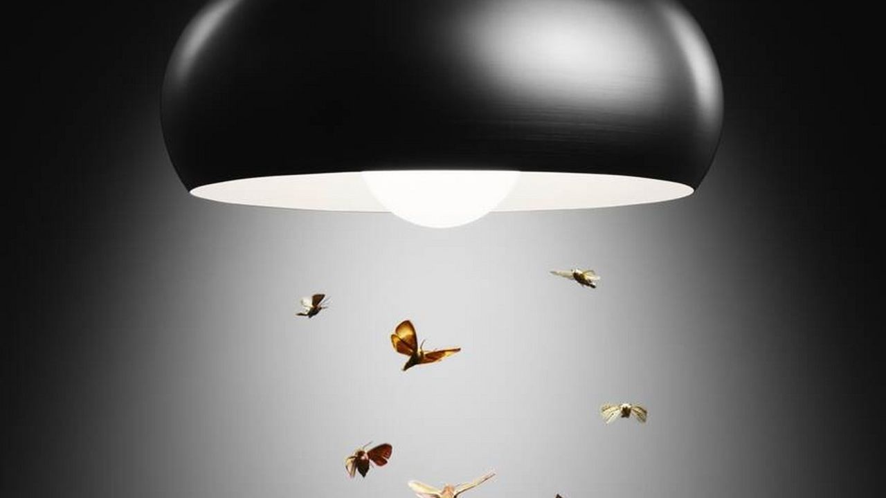 Böcekler neden ışığa gelir?