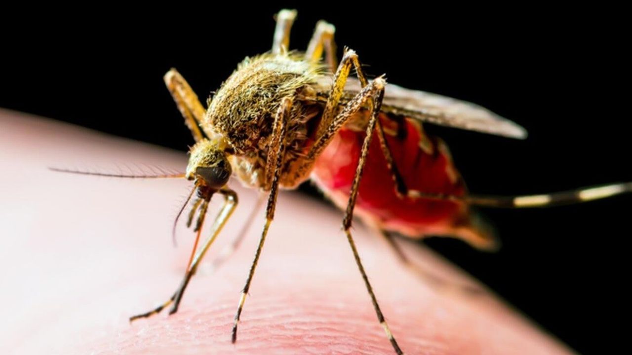 Dünya, Dang virüsü tehlikesi ile karşı karşıya