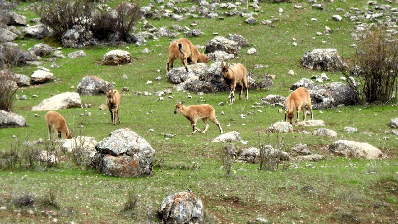 Munzur Dağlarında dağ keçileri özgürce dolanıyor