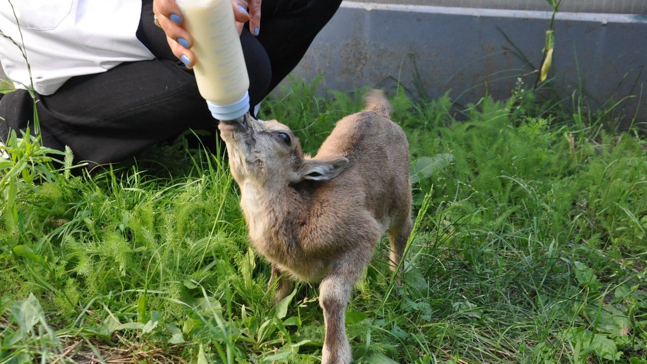 Biberonla beslenen yavru keçi kalpleri ısıtıyor