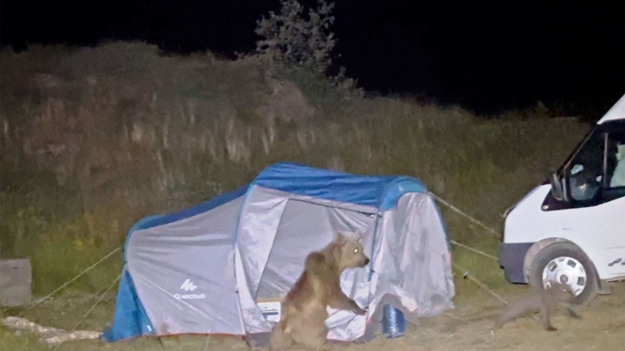 Yerli ayılar turist kampçılara saldırdı