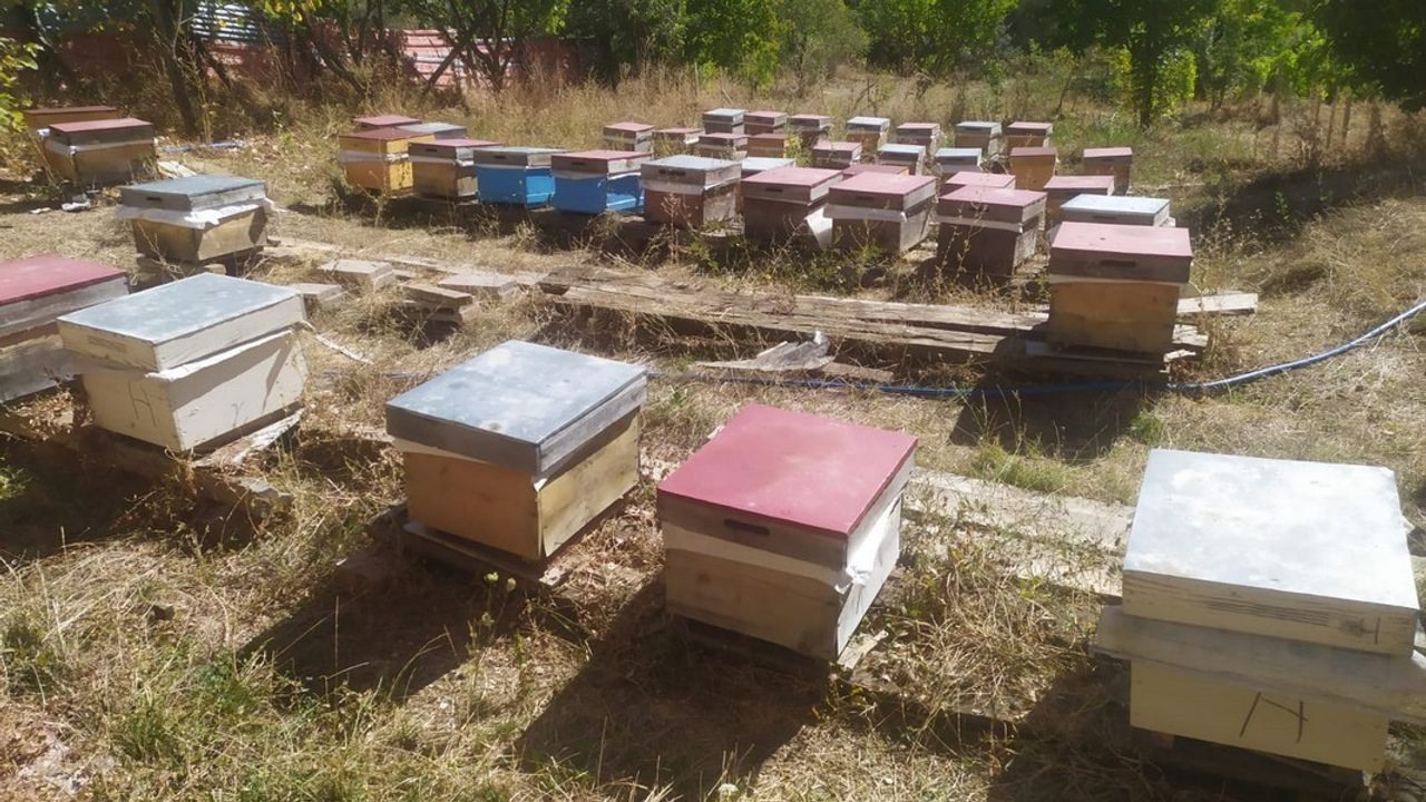 Alucra’daki arı ölümleri inceleniyor