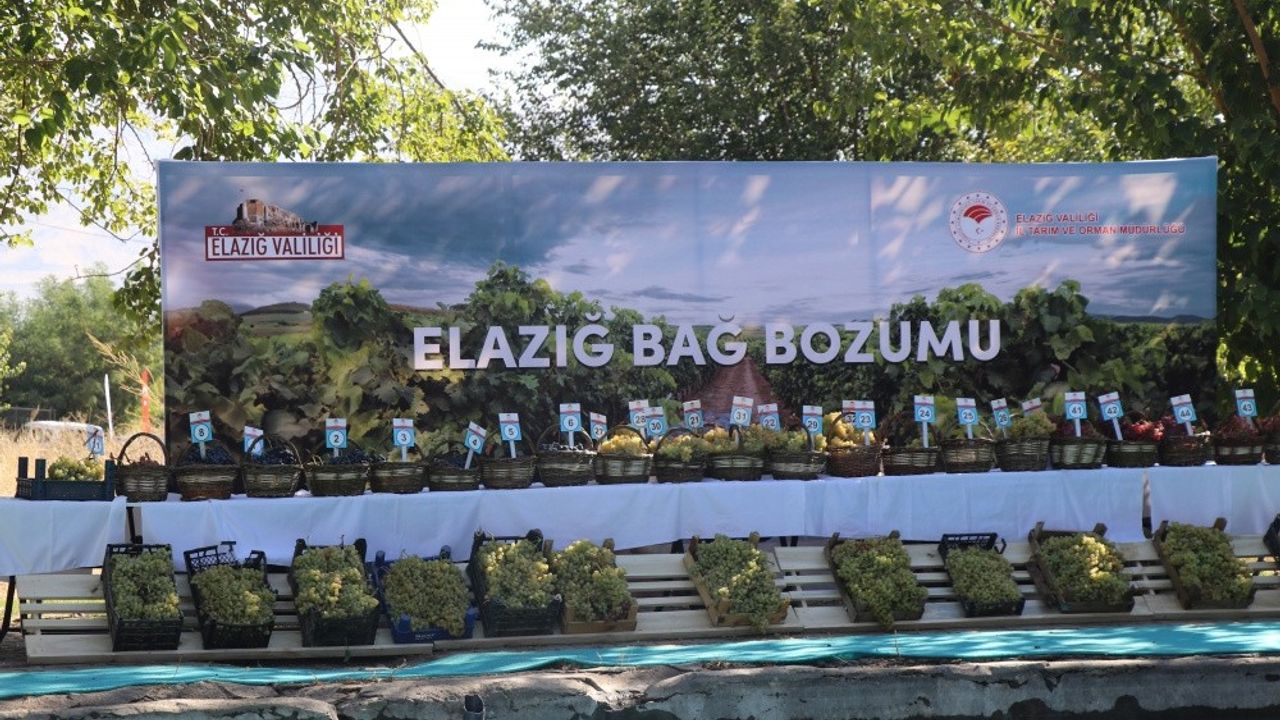 Elazığ'da "17. Geleneksel Üzüm Festivali ve Bağ Bozumu" etkinliği yapıldı