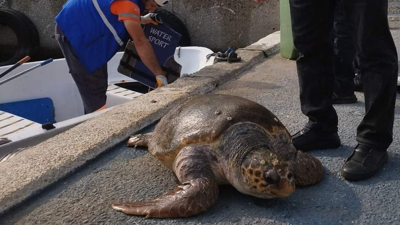Mersin’de 20’ye yakın deniz kaplumbağası ölü bulundu