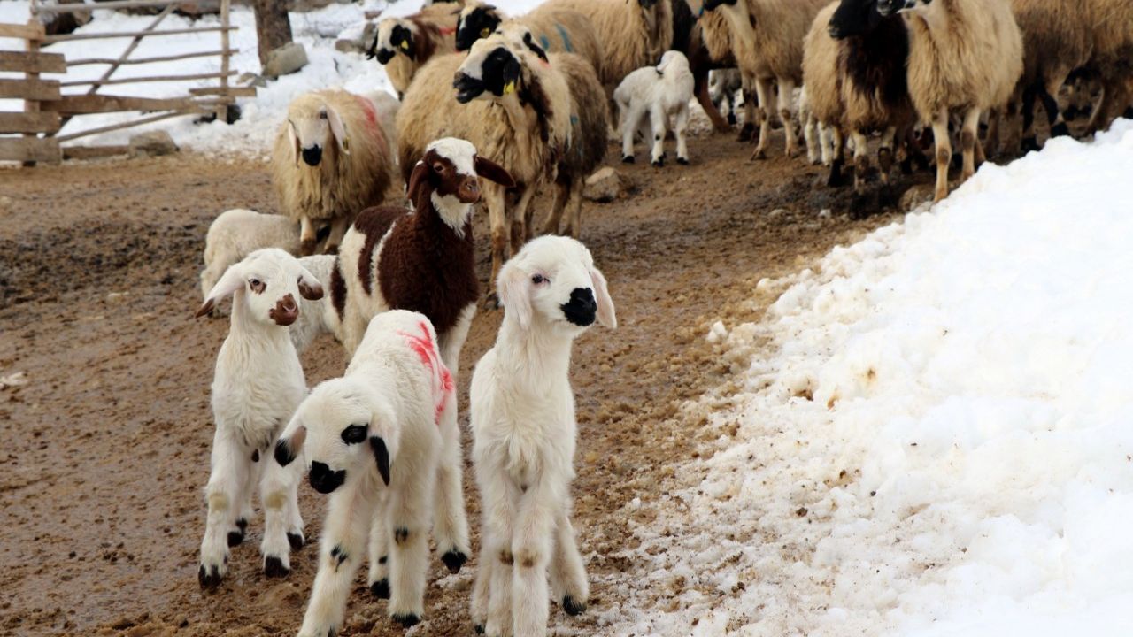 Koyunların kuzulama dönemi geldi: Ağıllarda nöbet başladı!