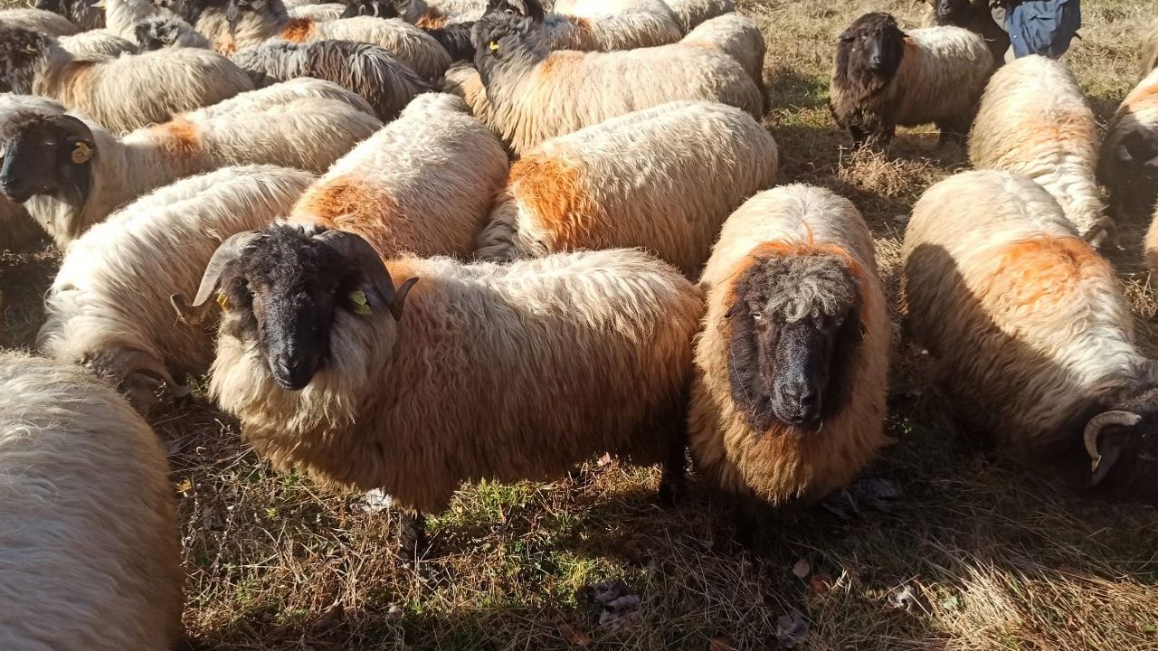Çepni koyunu koruma altına alındı