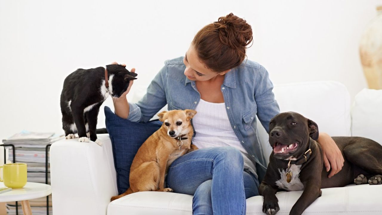 Evcil hayvanları stresten koruyacak 6 öneri