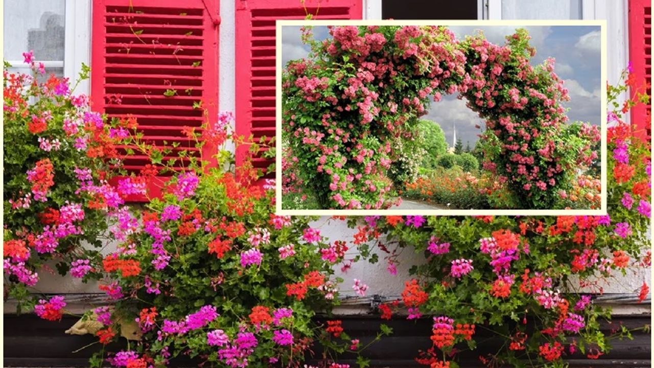 Bahçe ve Balkonunuzu Şık Gösteren Dış Mekân Çiçekleri