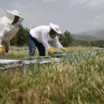 Arıcılardan Alınacak Konaklama Ücreti Ertelendi