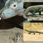 Ejderhalar Hâlâ Aramızda: Dünyanın En Büyük Kertenkelesi Komodo Ejderi