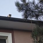 Çatıda Mahsur Kalan Kediye İtfaiye Şefkati