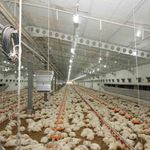 Üzümlü'de tavuk çiftliğinde inceleme yapıldı
