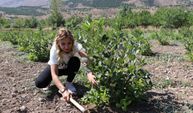 Erzincanlı Ziraat mühendisi kadın, devlet desteğiyle "süper meyve" bahçesi kurdu