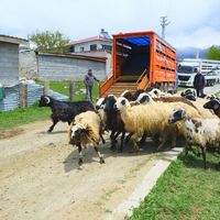 Erzincan