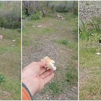 Erzincan