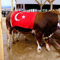 Erzincan