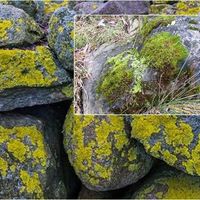 BİLİM