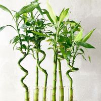 YAŞAM
