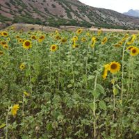 Erzincan