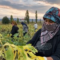 Erzincan