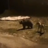 Erzincan
