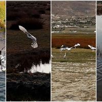Erzincan