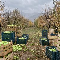 Erzincan