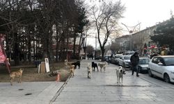 Sahipsiz Köpekler İçin Hedef Yıl Sonu