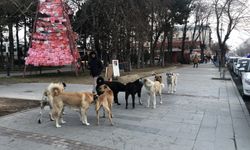 Asıl Dert köpek değil. KARALAMAK (VİDEO HABER)