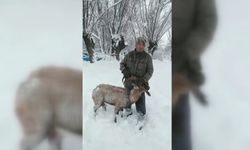 Köpekler nesli tükenmek üzere olan dağ keçisini yaraladı
