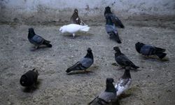 Yöre halkının güvercin tutkusu