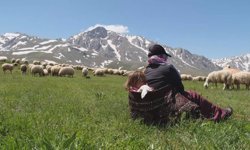 Erzincan hayvancılığına dev destek: 100 küçükbaş ve ödeme