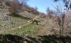 Erzincan'da yaban hayat fotokapanlarla görüntülendi