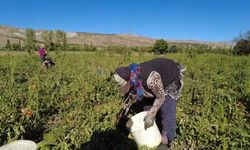 Kadın üretici devlet desteğiyle tonlarca domates üretiyor