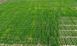 Tarımda Planlı Üretim Yapanın Mazotu Devletten!