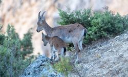 Yaban keçileri Munzur dağlarına güzellik katıyor