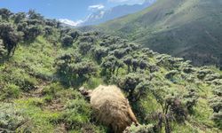 Erzincan'da kurtlar  sürüye saldırdı, 20 koyunu telef etti