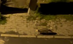 Aç kalan tilki şehir merkezine indi