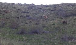 Erzincan’da Nefes Kesen Anlar: Boz Ayı ile Burun Buruna!