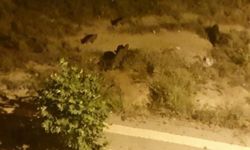 Trabzon'dan Erzincan'a Gelen Avcı Domuz Saldırısıyla Hayatını Kaybetti