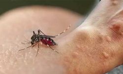 Sivrisineklerden korunmanın tam zamanı!