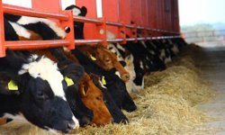 Besicilikte modern adım (VİDEO)