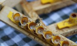 Arı sütünün faydaları saymakla bitmiyor